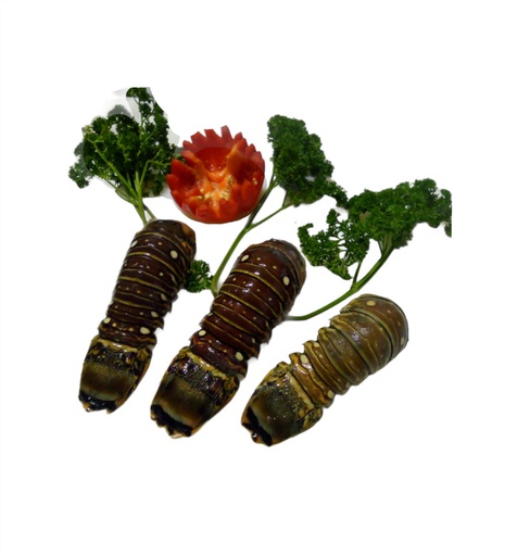 [2001289] LANGOSTA LB DIGAB 